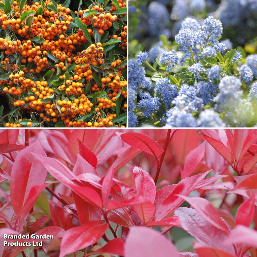 Evergreen Shrub Trio image