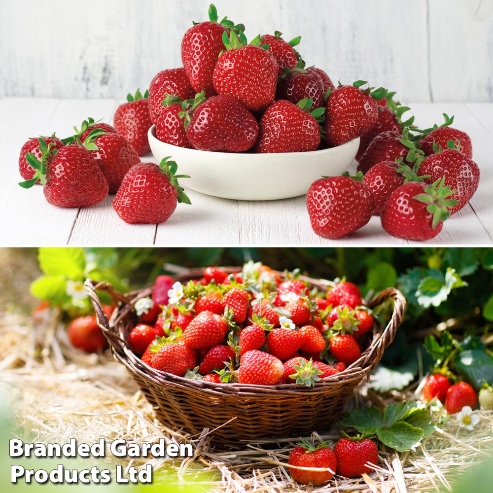 Strawberry Duo image