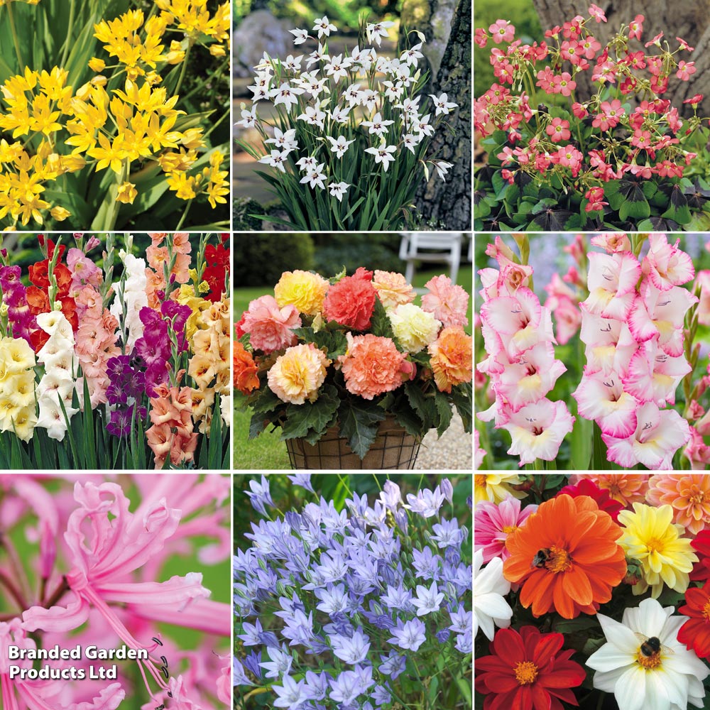 Summer Flowering Collection image