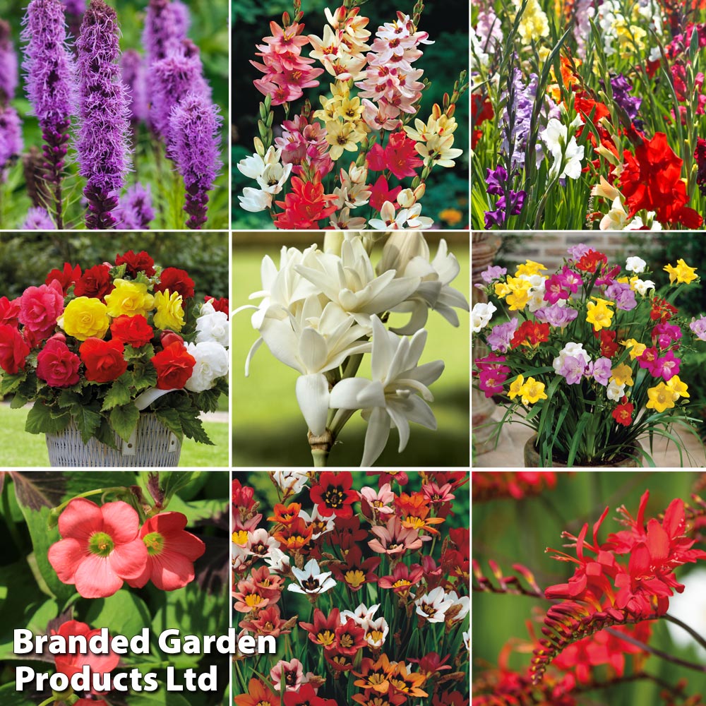 Summer Saver Rouge Bulb Collection image