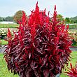 Celosia Dragons Breath 10 Dobies Celosia Dragons Breath 10 Dobies