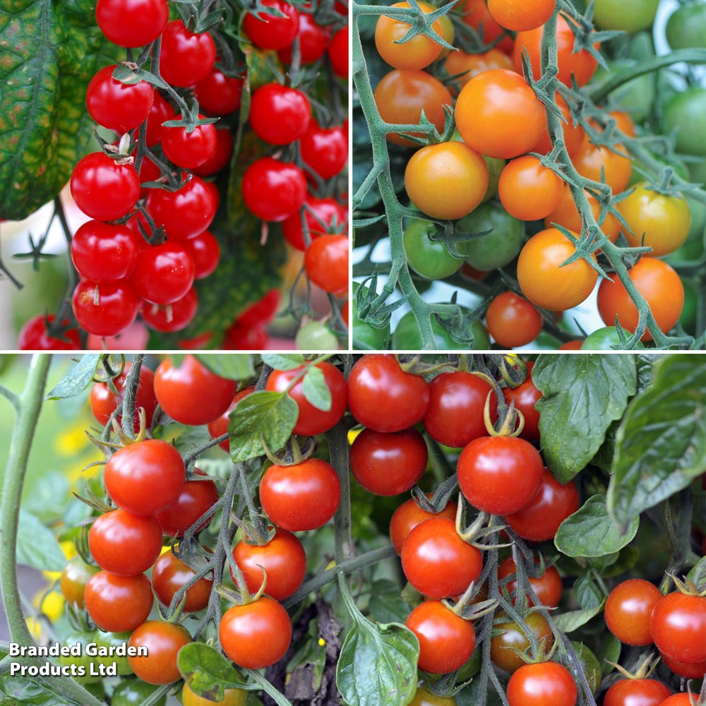 Tomato Sweet Trio image