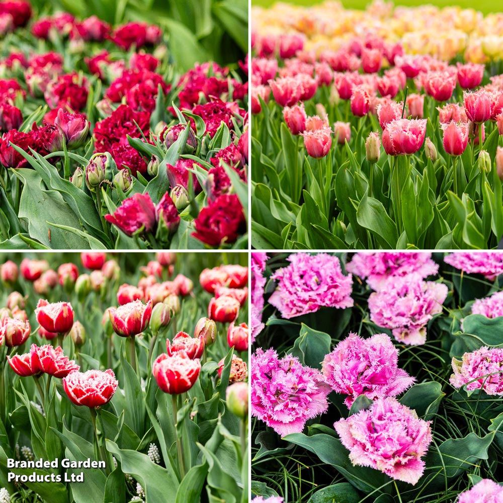 Tulip Frilly Fringed Collection image