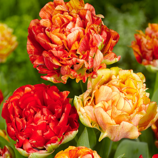 Tulip 'Gudoshnik Double' image