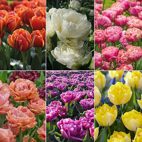 Tulip 'Royal Palace Doubles' Collection image