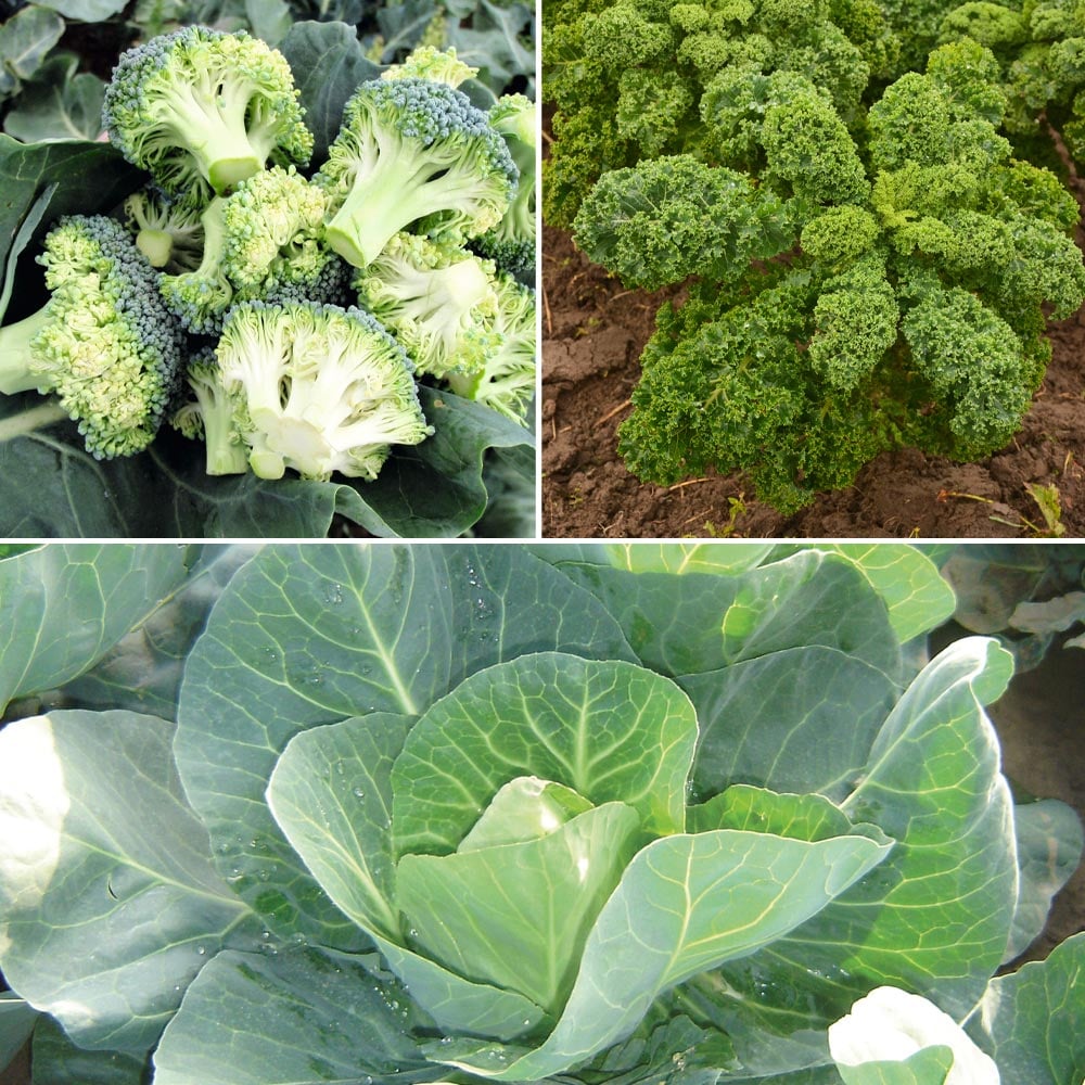 Potted Vegetable Trio image