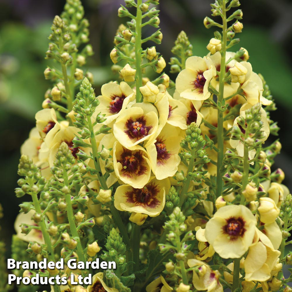 Verbascum 'Dark Eyes' image