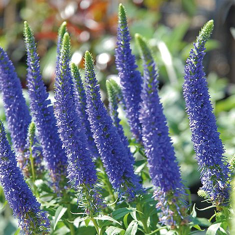 Veronica spicata 'Royal Candles' image